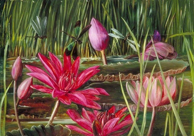 Red Water Lily of Southern India By Marianne North 1878